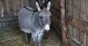 Morawica: Żywa Szopka w Leśnym Zaciszu przyciąga odwiedzających. Wielu gości w Wigilię, atrakcja dostępna także w święta. Wstęp bezpłatny