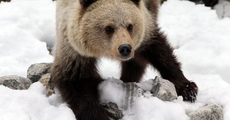 Niedźwiedź gonił leśnika i jego syna. Inny ugryzł kobietę