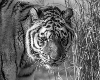 Tragiczne wieści z zoo. "Zakończyła się era"