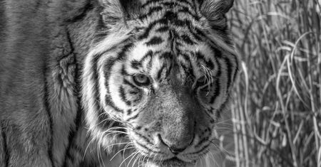 Tragiczne wieści z zoo. "Zakończyła się era"