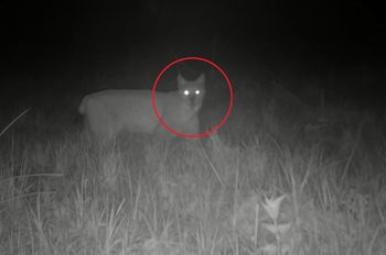 Uchwyciła go fotopułapka. Ryś wraca do puszczy