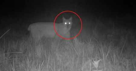 Uchwyciła go fotopułapka. Ryś wraca do puszczy
