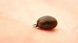 Permetryna- co to jest, zastosowanie, permetryna jako środek przeciwko kleszczom