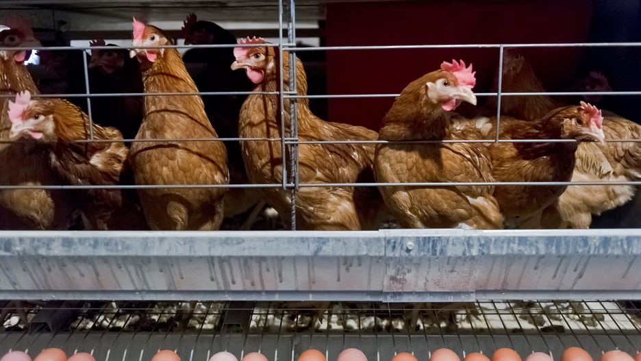Afera paszowa. Słowackie władze weterynaryjne "odradzają jedzenie mięsa drobiowego z Polski" 