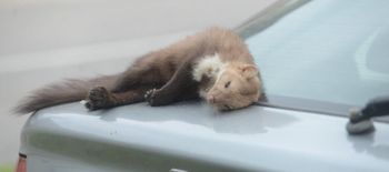 Gryzoń w aucie? Pozbądź się go jak najprędzej!
