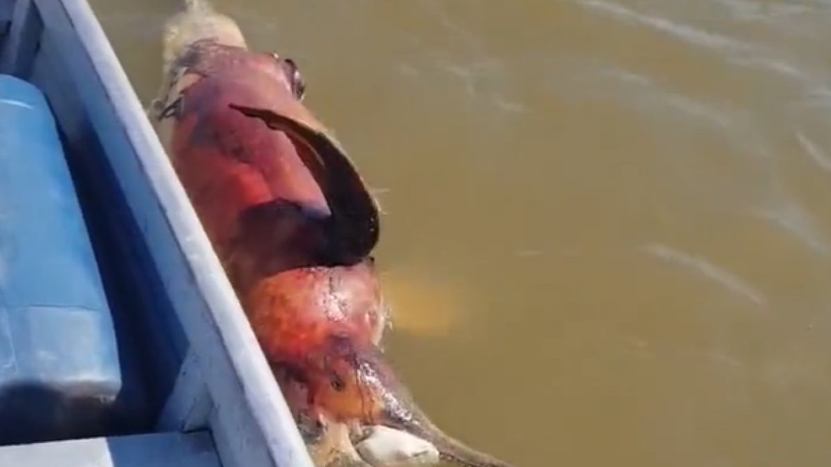 W Amazonii znaleziono ponad 100 martwych delfinów 