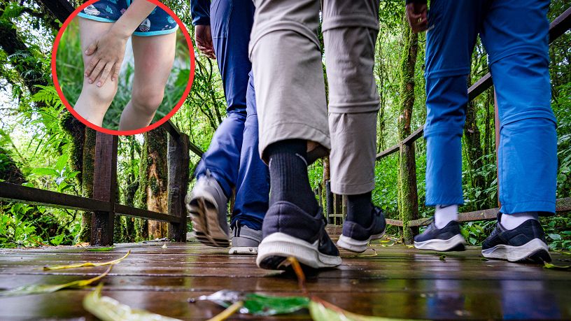 GIS ostrzega przed kleszczami. We wrześniu wzrasta ich aktywność