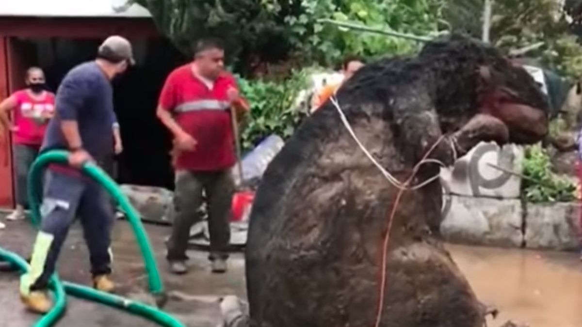 Meksyk. Gigantyczny szczur w kanalizacji