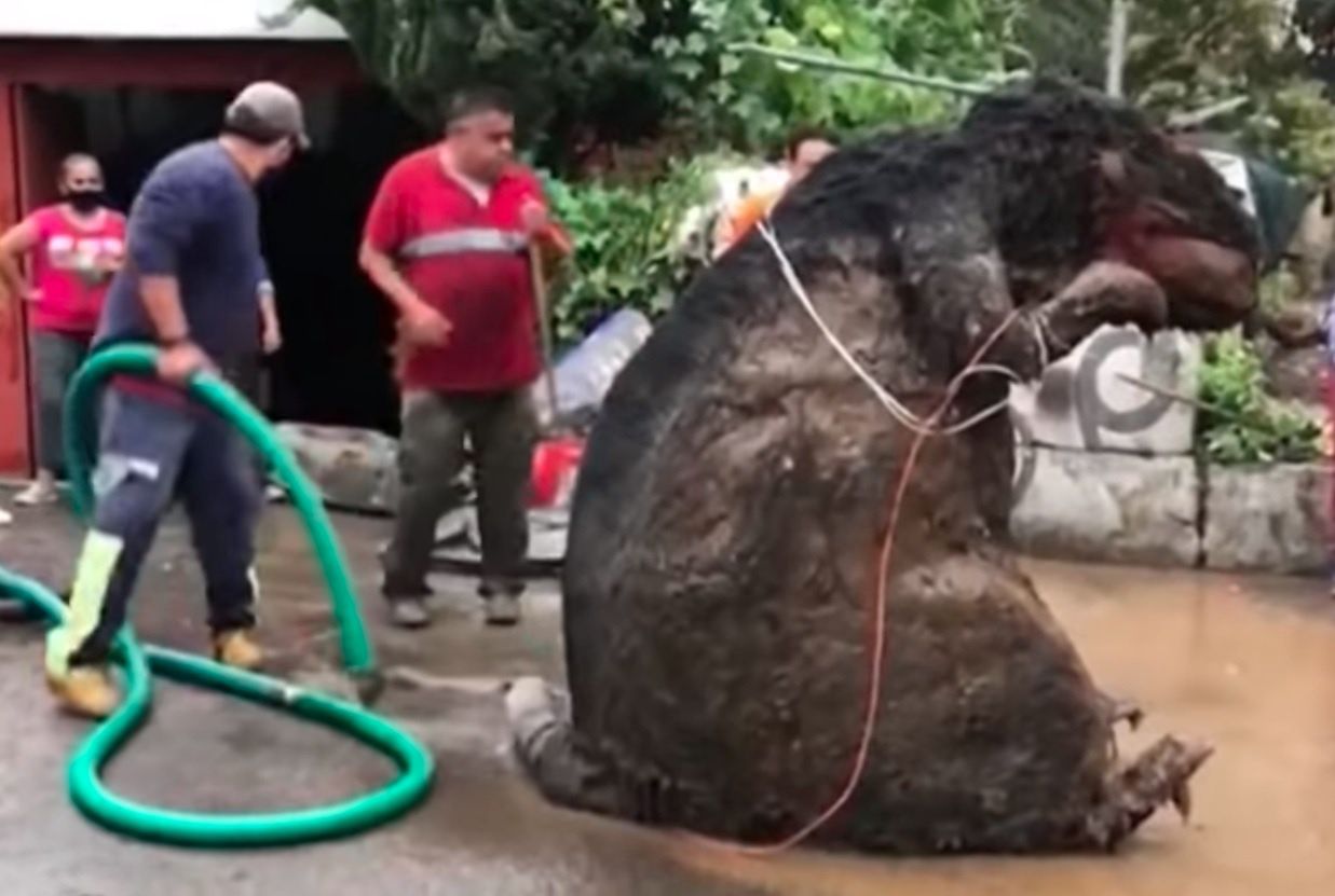 Szczur gigant w kanalizacji. Stał się hitem internetu