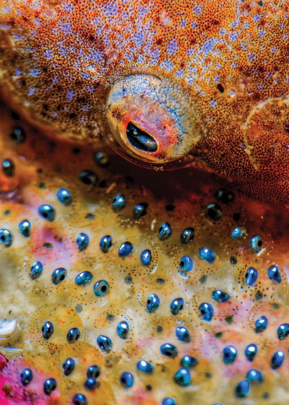Niesamowity świat głębin - najlepsze zdjęcia podwodne według Scuba Diving Magazine 10