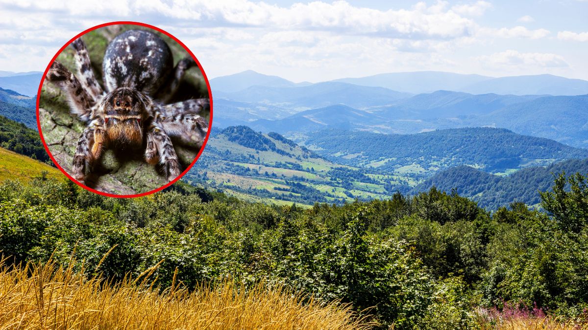 Czy tarantula ukraińska pojawiła się w Bieszczadach?