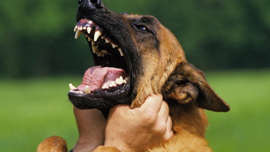 Pies pogryzł 83-latka. Wcześniej nie zachowywał się agresywnie