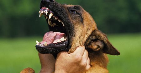 Pies pogryzł 83-latka. Wcześniej nie zachowywał się agresywnie