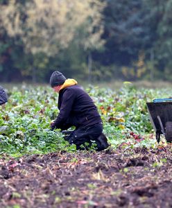 Samozbiory pogrążą rolników? Fiskus może upomnieć się o VAT