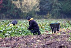 Samozbiory pogrążą rolników? Fiskus może upomnieć się o VAT