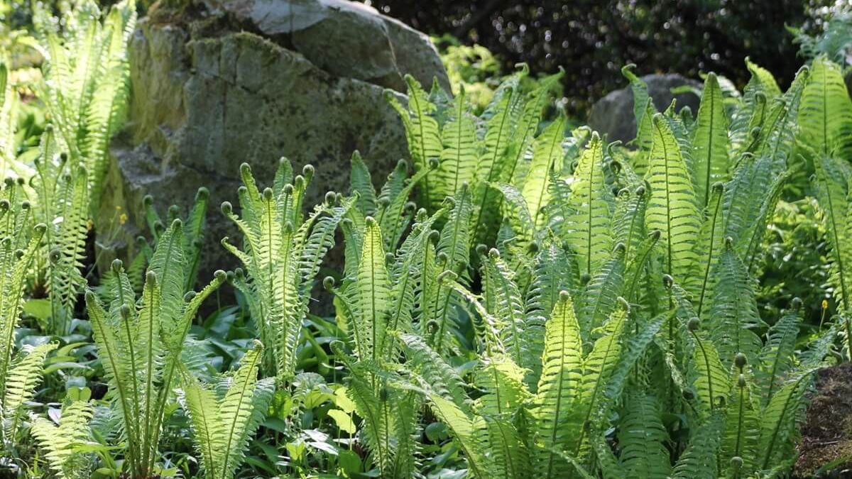 Paprocie w Ogrodzie Botanicznym UMCS