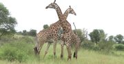 Walka żyraf. Zaskakujące nagranie z RPA