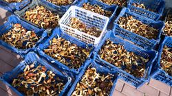 Tych grzybów nie wolno suszyć. Jadalny gatunek staje się toksyczny