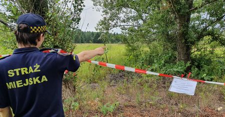 Niebezpieczna roślina we Wrocławiu. Strażnicy apelują o ostrożność