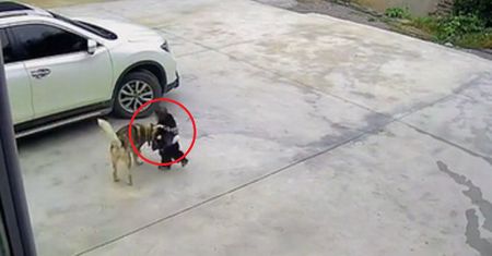 Pies skoczył na dziecko. Kamera uchwyciła moment przed tragedią