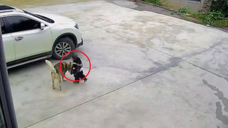 Pies odepchnął dziecko od samochodu. Wszystko się nagrało