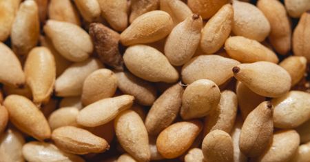 Salmonella w sezamie. GIS wydał ostrzeżenie