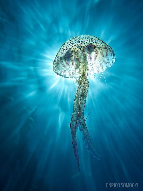 Laureaci Underwater Photo Contest odkrywają przed nami ogrom piękna podwodnych głębin 8