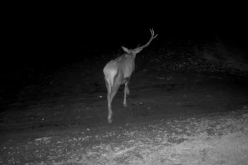 To prawdziwy unikat. Pojawił się nad ranem w lesie. "Jednorożec!"