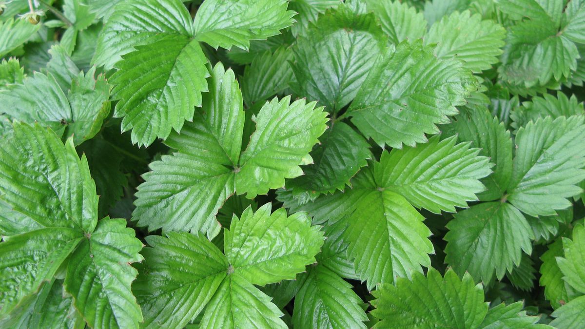 strawberry, leaf, leaves, plant, garden, fruit, background, green