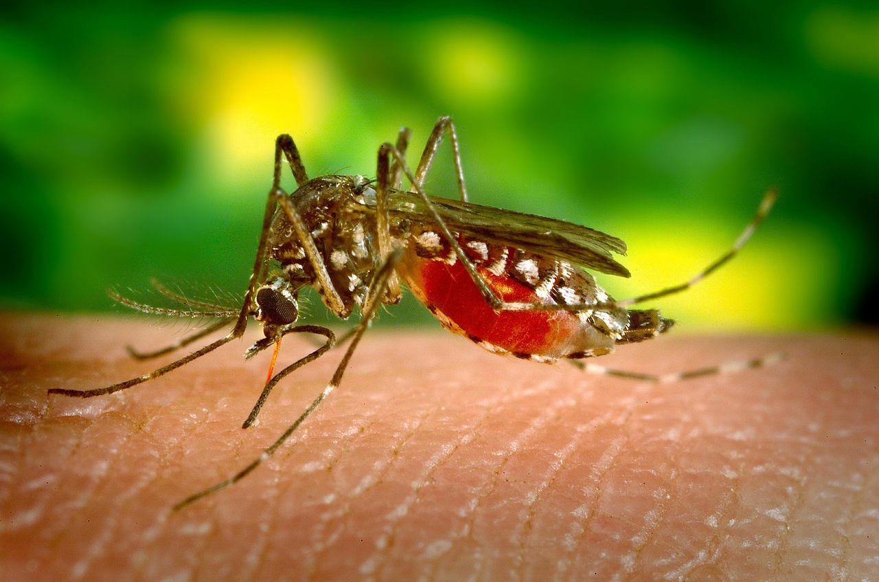 Sposób na komary. Jak bronić się przed tymi owadami?