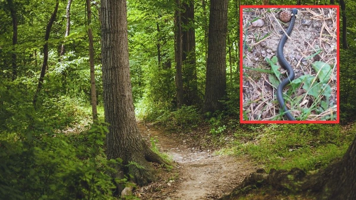 Pokazał co spotkał w lesie 