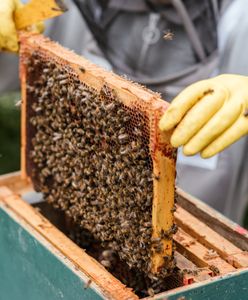 Podrabiany miód zalewa Europę. Do Unii trafiają mikstury z Turcji i Chin