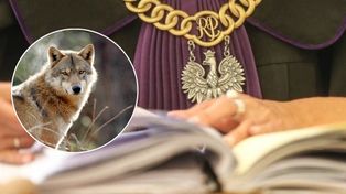 Szczecin: Sąd oceni, czy wilczycę Freję trzeba było uśpić przez zachowanie opiekuna
