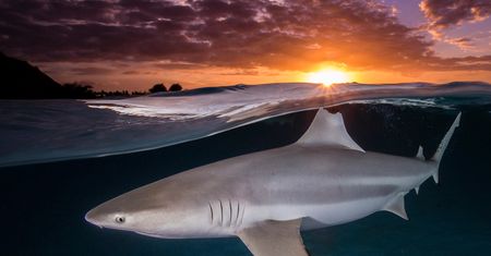 Najpiękniejsze zdjęcia oceaniczne, jakie zobaczysz. Aż nie chce się wierzyć, że są prawdziwe