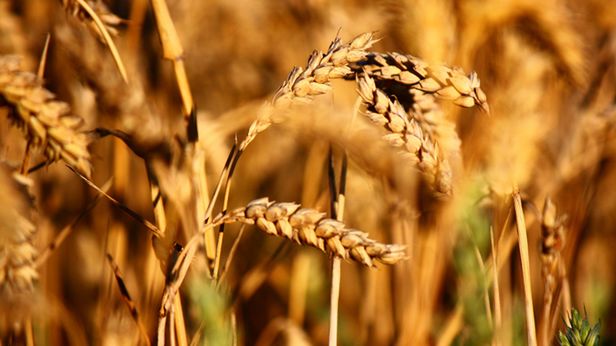 WTF dnia: zobaczcie nowe logo Wykopu (tak, zawiera zboże) 1