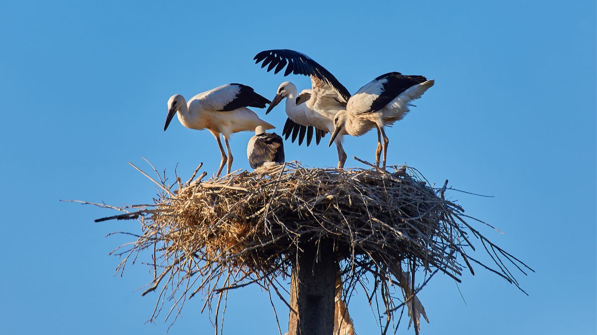 Akcja liczenia bocianów już wkrótce.
