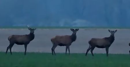 Nadeszła wiosna. Pokazał nagranie. "Chmara"
