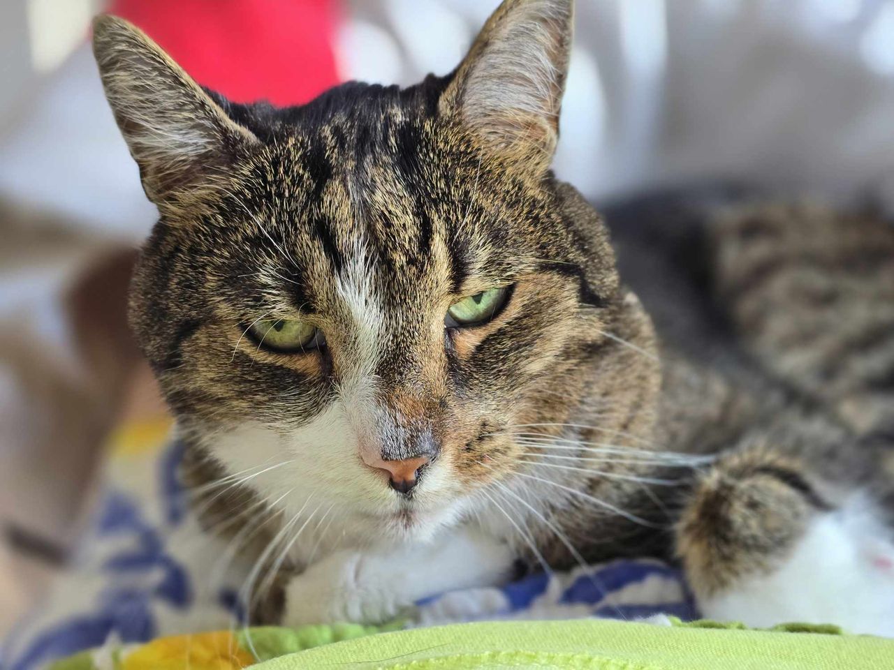 Czy koty są zazdrosne? Dlaczego „tak” i co z tym zrobić