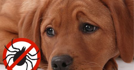Choroby odkleszczowe u psa – jak chronić swojego pupila i rozpoznać objawy?