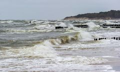 Dziesiątki trucheł nad Bałtykiem. Co się stało?