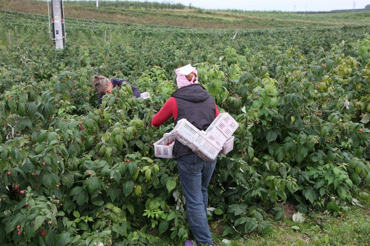 Tylko 20 zł za cały kilogram. Ruszyły ostatnie samozbiory w tym roku