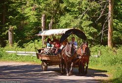 Morskie Oko. Oświadczenie TPN w sprawie transportu konnego. "Zarzuty można rozpatrywać w kategorii pomówień"