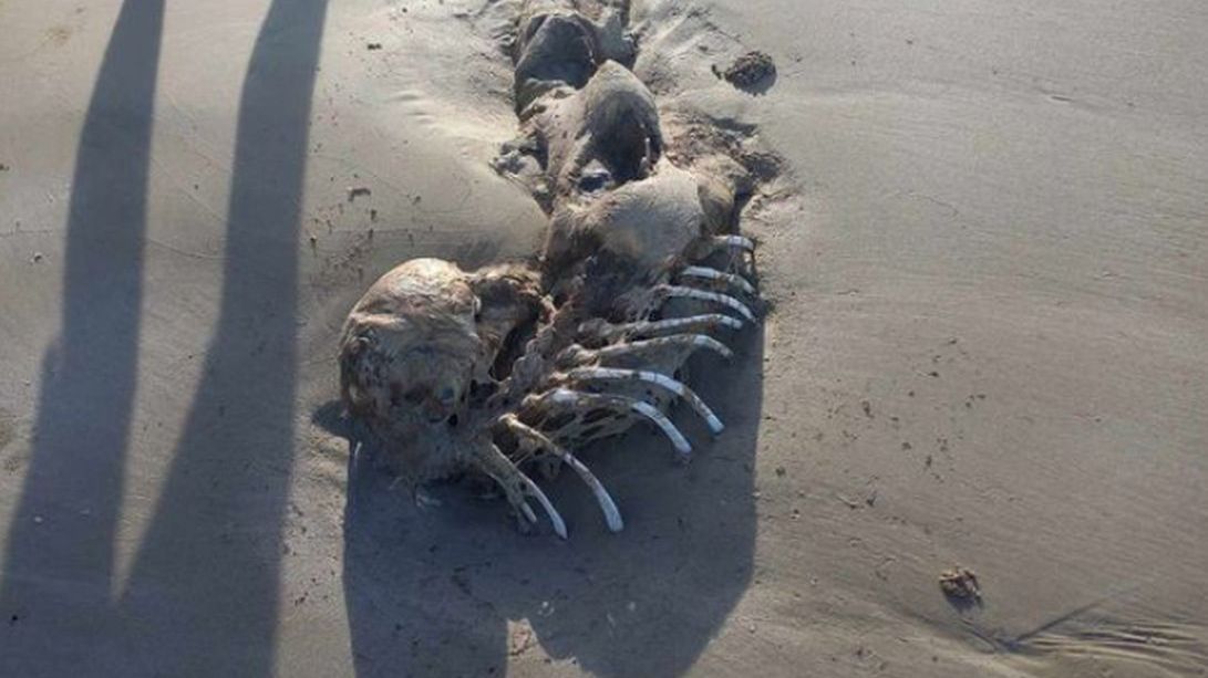 Kobieta zamieściła zdjęcie stwora w Internecie