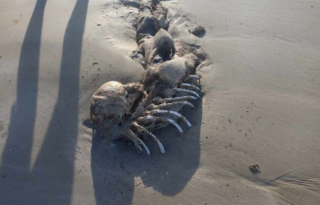 "Mityczne stworzenie". Przerażające odkrycie na plaży w Australii