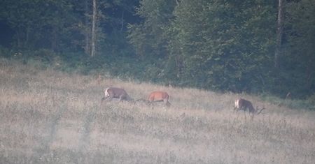 Nastały zimne poranki i zaczęło się w lasach. Nagranie z Podkarpacia