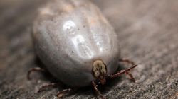 Kleszcze opanowały miasta. Nowe badania z Warszawy niepokoją