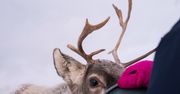 Hodowla reniferów w Szwecji. W tle kolejne ograniczenia i zmiany klimatu