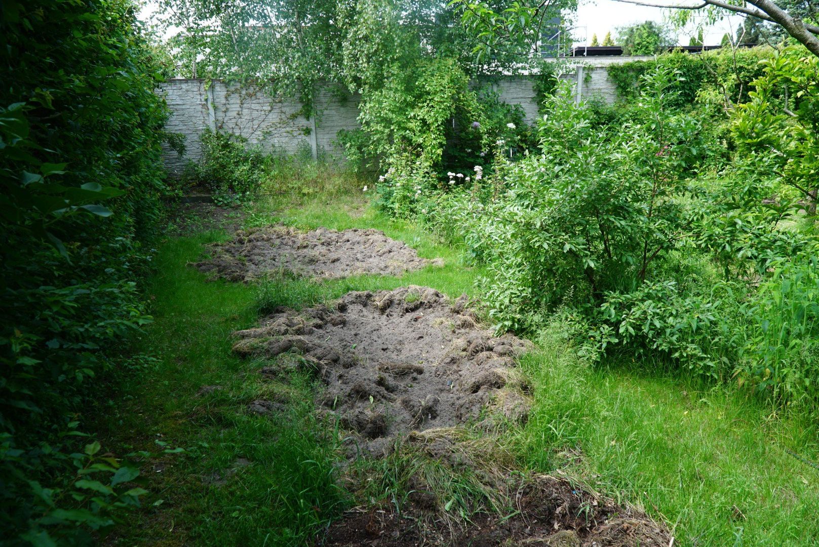 Problem z dzikami