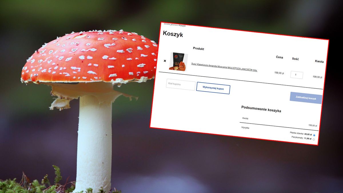 Nielegalny handel grzybem kwitnie