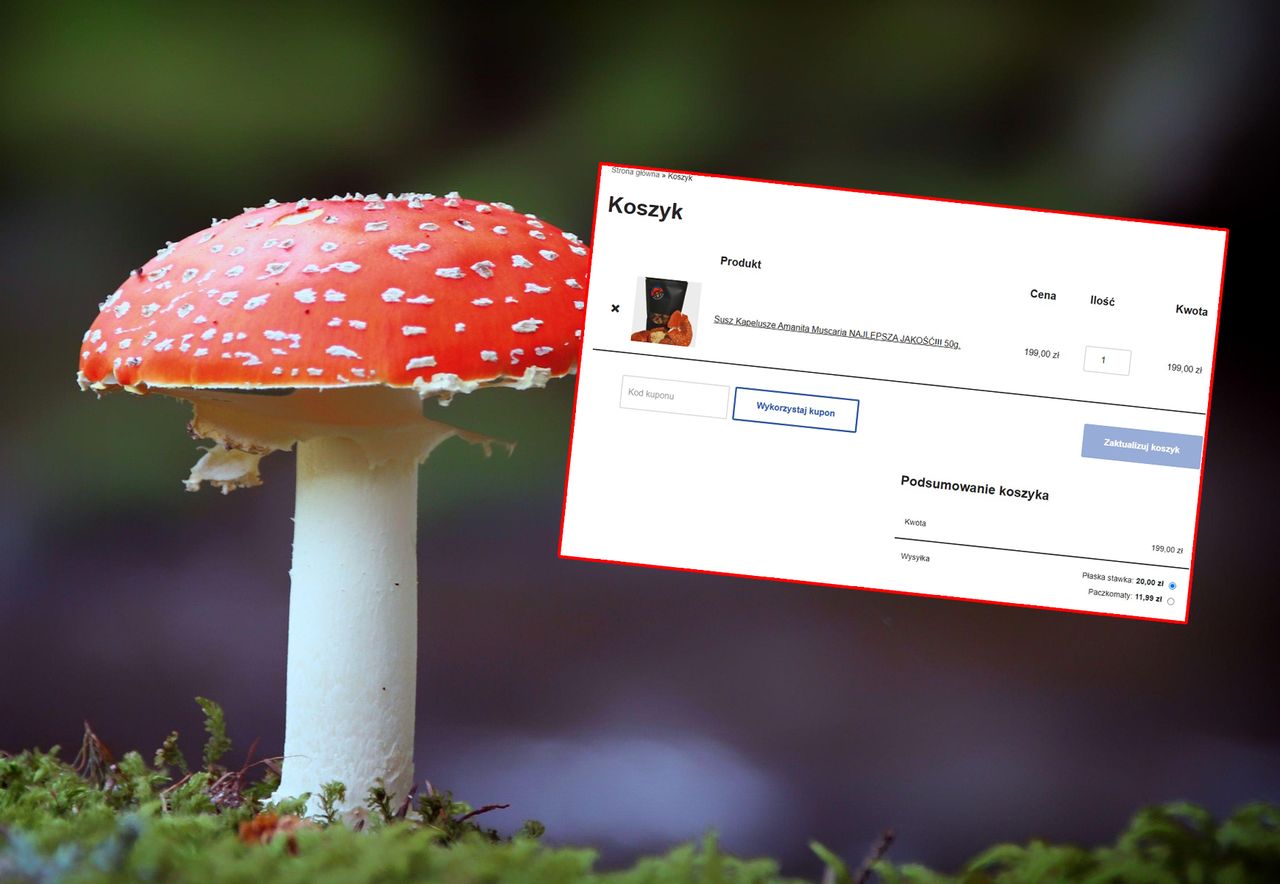 Jedzą muchomory. "Nie ma żadnych konsekwencji". GIS ostrzega